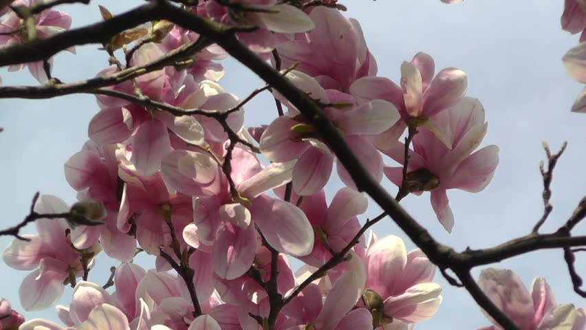 Header of liriodendron