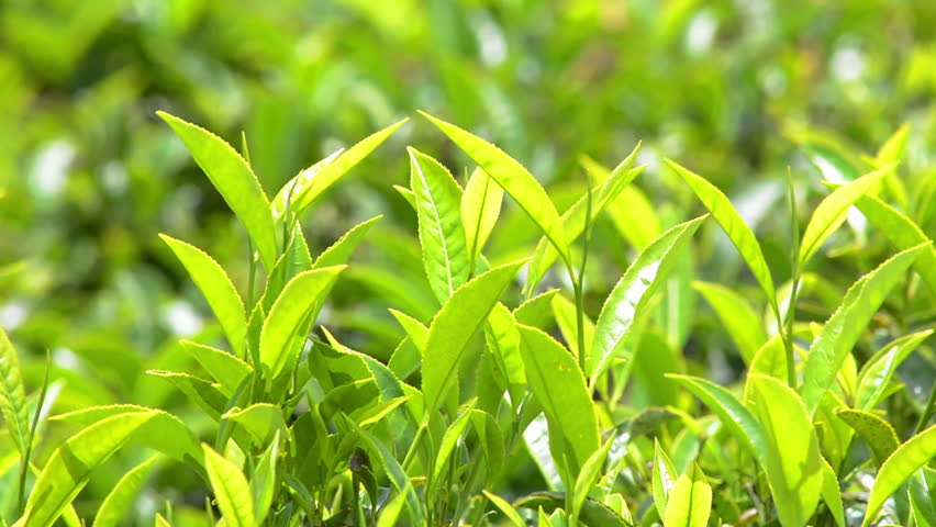 Close Up Of Green Tea Stock Footage Video 100 Royalty Free Close Up Of Green Tea Leaves