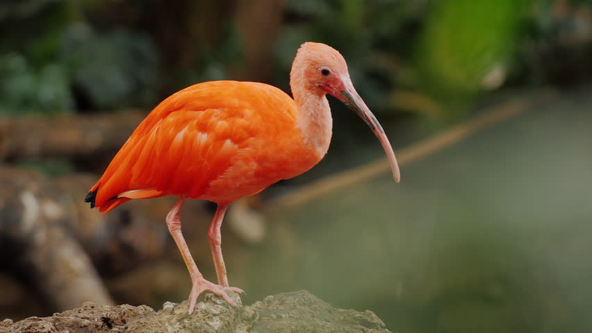 Two Scarlet Ibises In A Cell Of The Zoo Are Looking At Camera. Birds ...