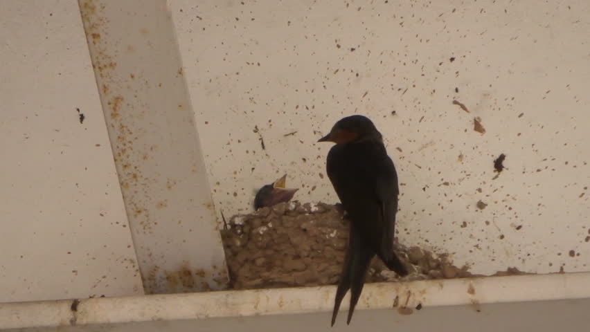 Hd00 08a Mother Barn Swallow Feeding Her Lone Hungry Baby