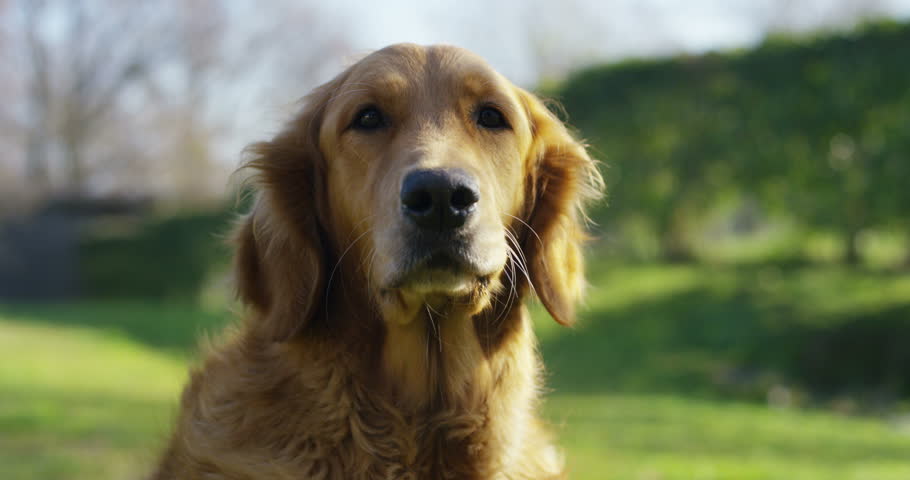 Header of pedigree
