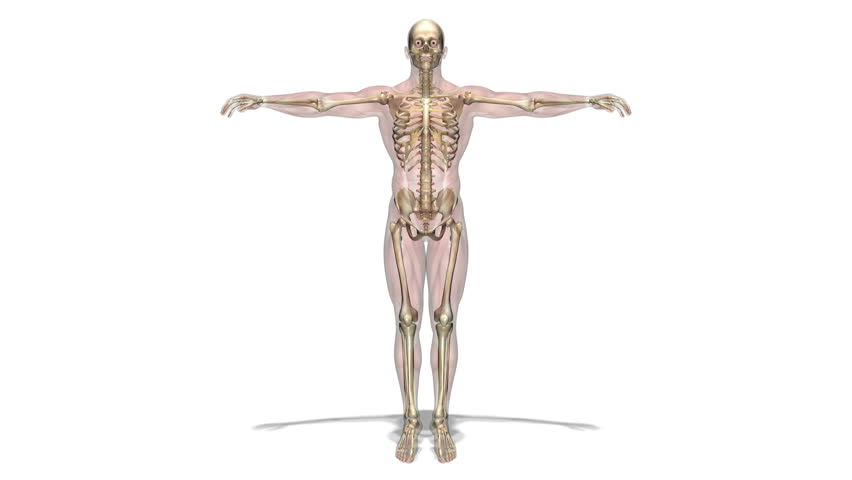 Human Body Stock Footage Video (100% Royalty-free) 2217043 | Shutterstock
