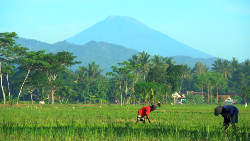 Rural Indonesia