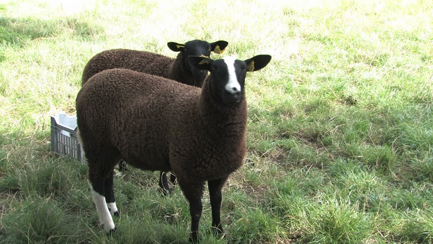 Header of black sheep