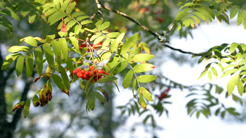 Rowan Tree definition/meaning