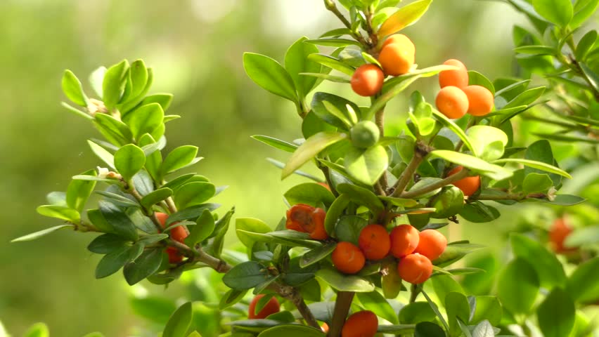 Header of Alyxia stellata