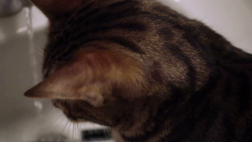 Close Up Of Kitten Licking Water From Faucet Cat Drinking In