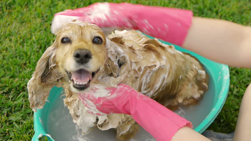 Cleaning Dog Ears (HD). English Cocker Female Dog Having A Shampoo Bath ...