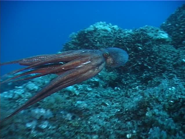 An Octopus (octopus Vulgaris) Using Stock Footage Video (100% Royalty ...