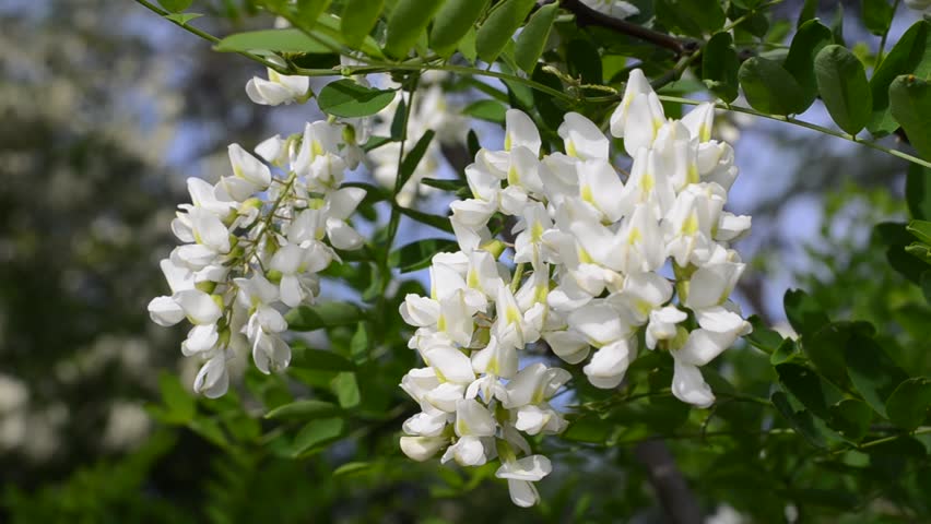 El Salvador National Flower Flor De Izote | Best Flower Site