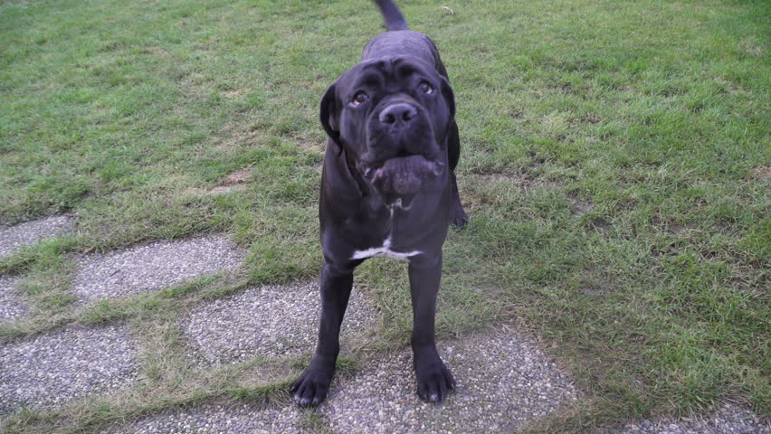 A Cane Corso Junior 14m Stock Footage Video 100 Royalty Free 22714693 Shutterstock