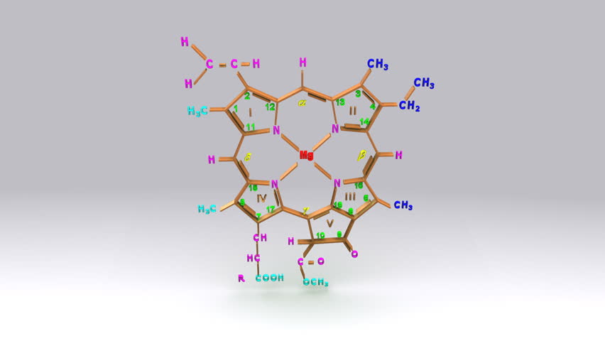 Схема молекулы хлорофилла