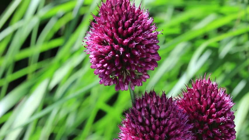 Header of Allium nigrum