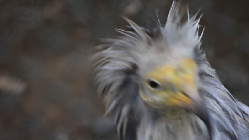 Header of White-Backed Vulture