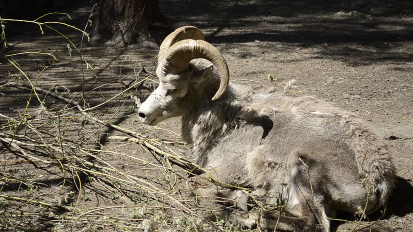 Header of argali