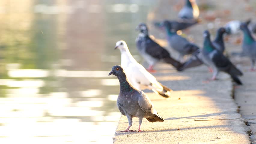 the bothersome beauty of pigeons thesis statement the bothersome beauty of pigeons thesis statement