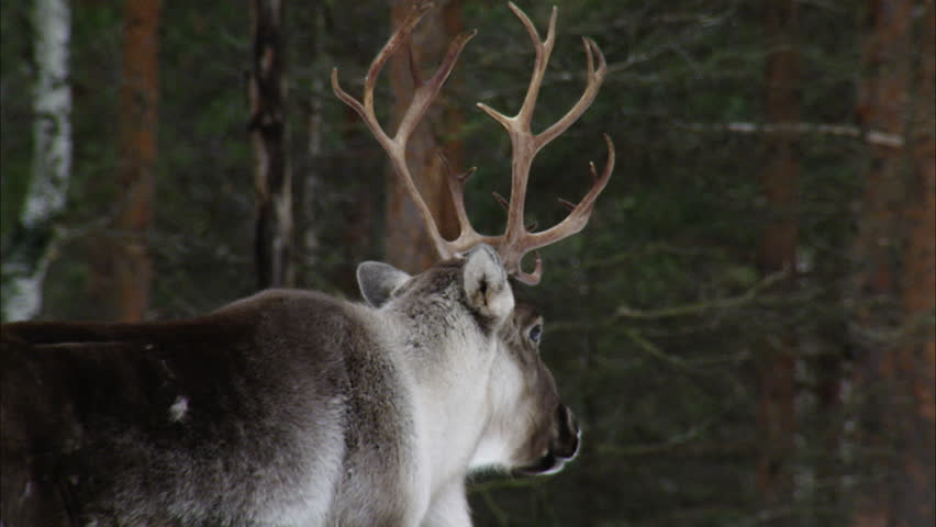 Header of reindeer