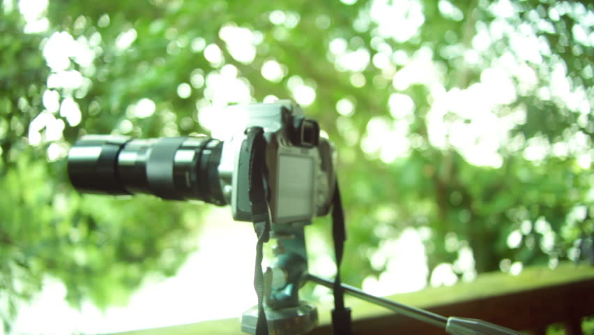 Header of birder