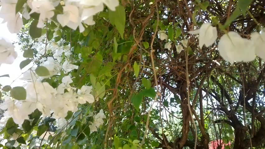 Header of perianth