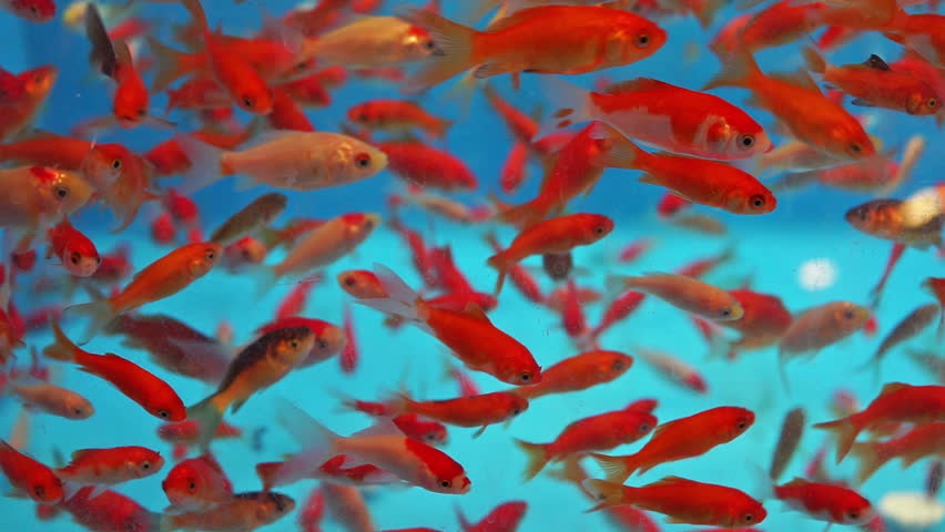 Many Small Goldfish Swimming In Stock Footage Video 100