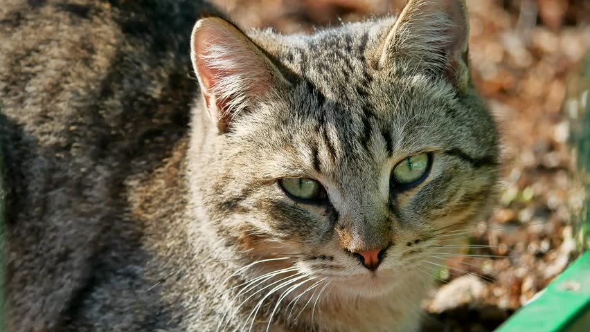 Urban cats