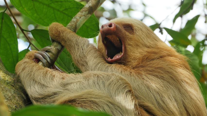 Three-toed Sloth Stock Footage Video | Shutterstock