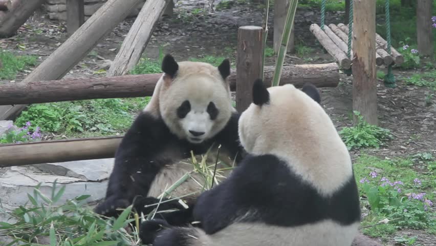 Panda Bear eating Bamboo on the ground image - Free stock photo ...