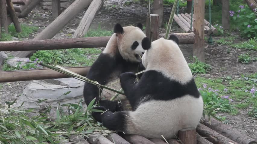 Panda Bear eating Bamboo on the ground image - Free stock photo ...