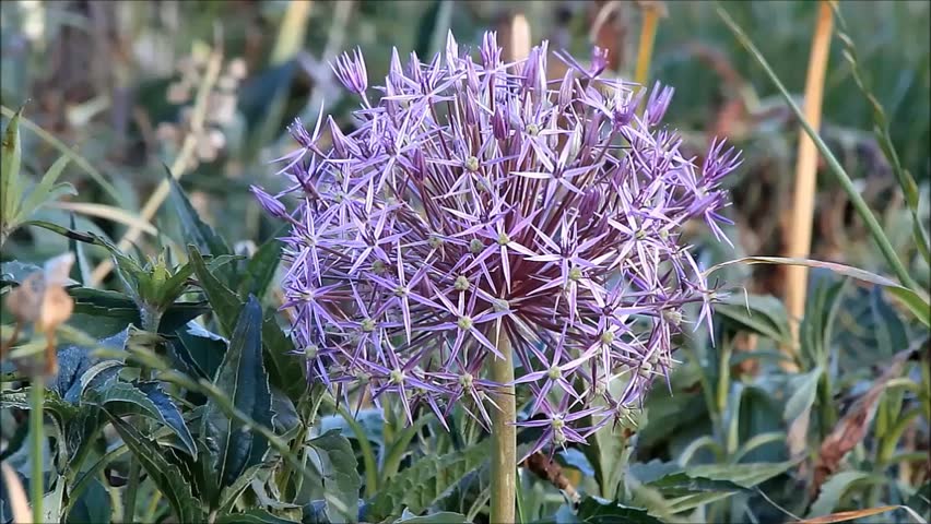 Header of Allium