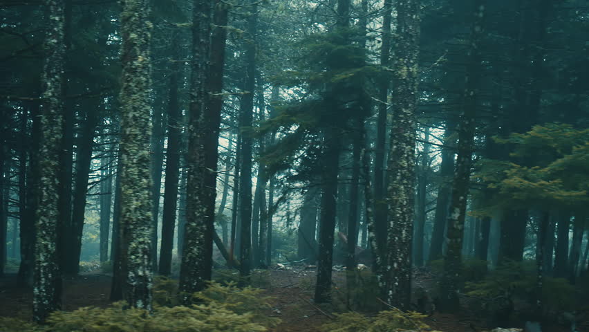 Pov Driving Passing By Forest Mountain Pine Trees Surrounded In Mist ...