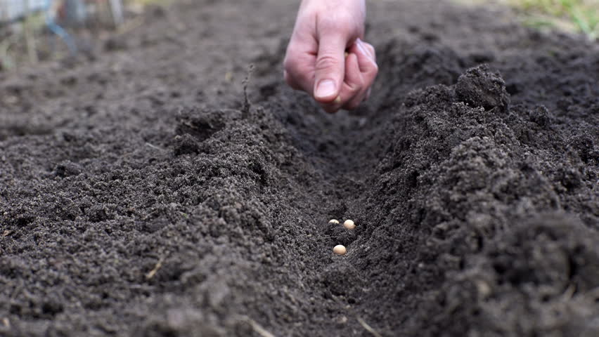 Close-up of a Farmer Sowing Stock Footage Video (100% Royalty-free ...