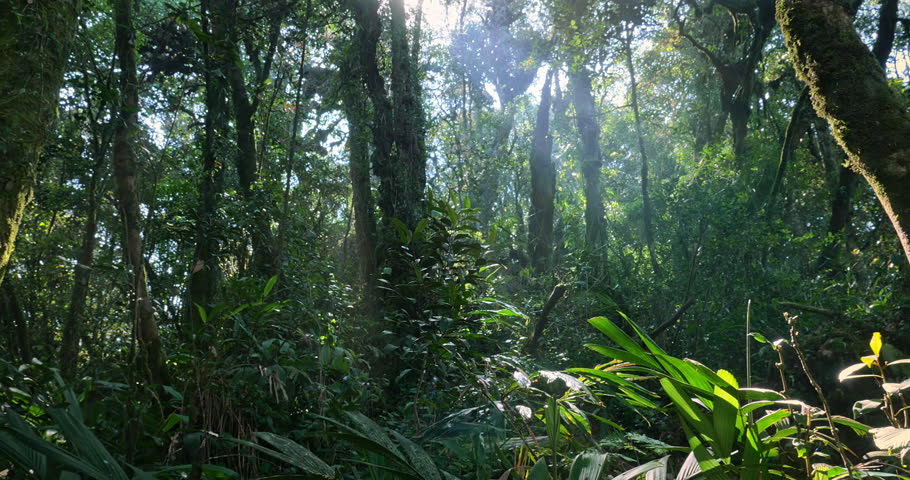 Evergreen Tropical Rainforest Scenic Landscape Background Stock Footage ...