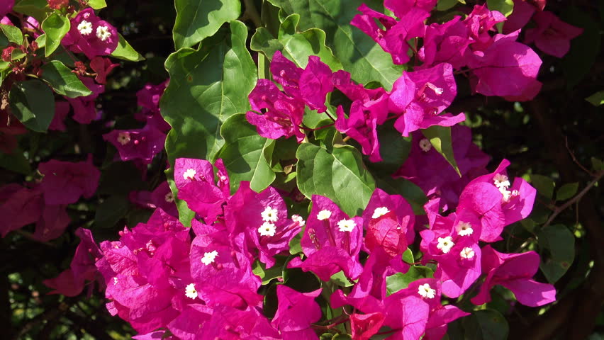 Hydrangea Macrophylla Kardinal Blooming - Tilt Down. On Lacecap ...