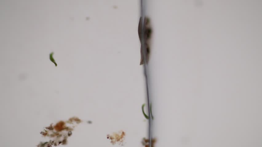 Header of Protista