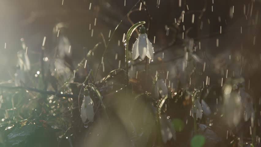 Rain Falling On Flowers Rain Falling On Flowers