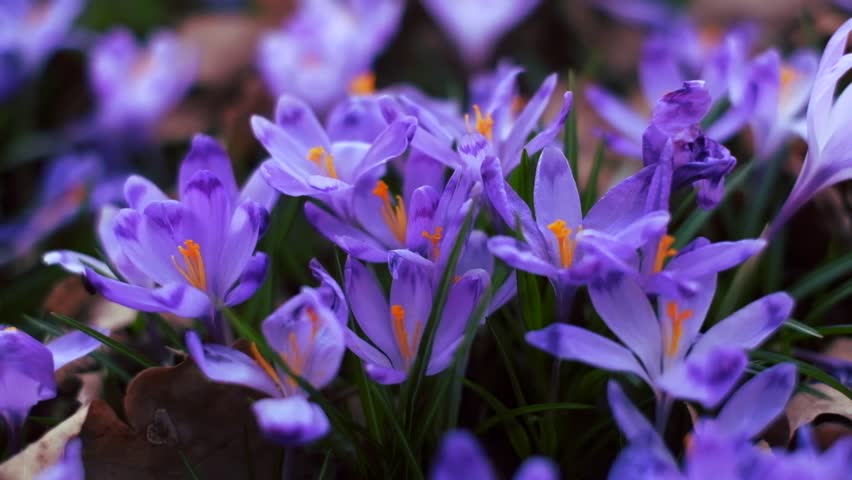 Spider Flower Cleome Hleriana Sometimes Called Beautiful Landscape With Closeup Purple Carpet Of Blossoming Crocus Flowers In The Forest Spring Mood