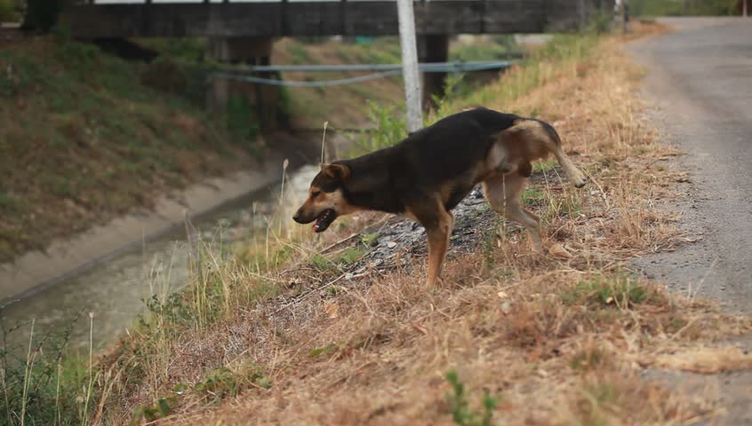 Header of Pee