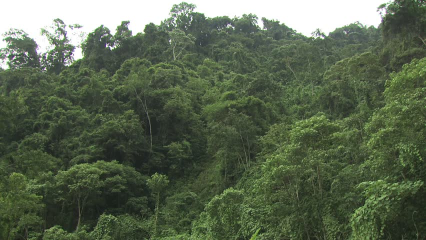 Amazon River Stock Footage Video | Shutterstock