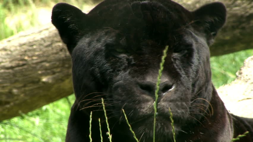 Black Jaguar Stock Footage Video | Shutterstock