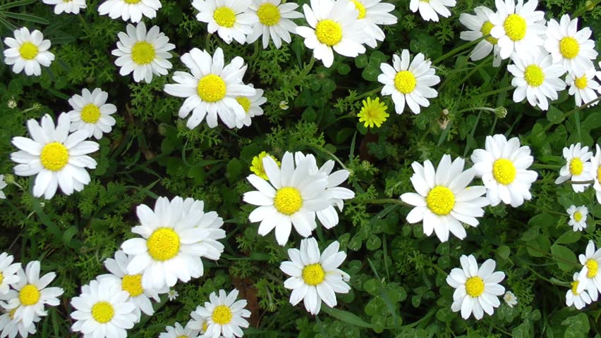 Header of daisy