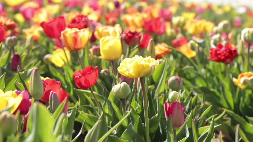 Purple Tulips In The Wind Stock Footage Video 16395910 - Shutterstock