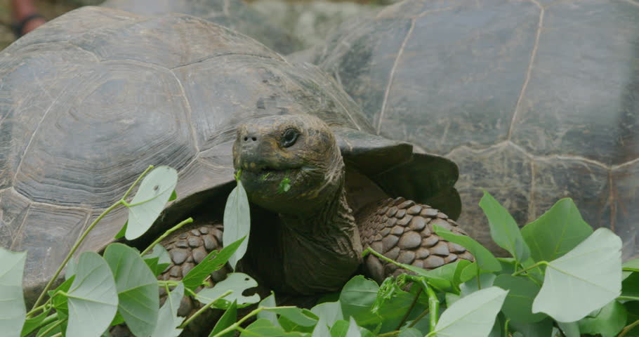 Header of tortoise