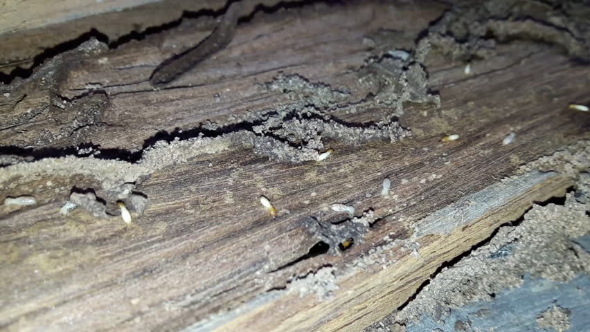 Termite Nesting On The Wood For Building A Home. Stock Footage Video ...