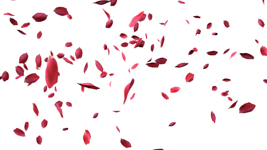 High Definition Seamless Background Animation Of Flowers Falling Stock