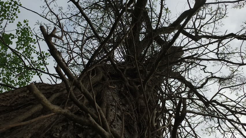 Header of gnarly