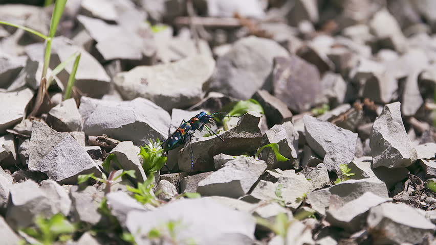 Header of Cicindela
