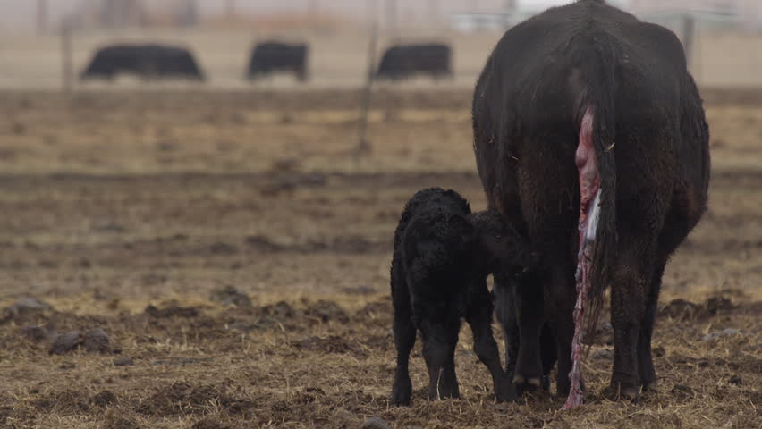 Header of afterbirth