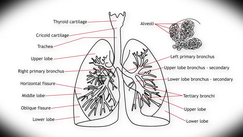 Human Heart Structure Animation Illustration Stock Footage Video ...