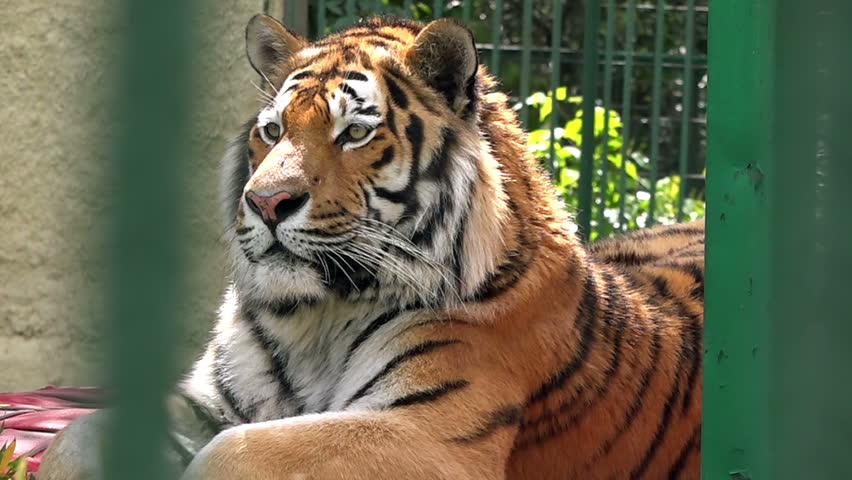 Image result for tiger in the zoo
