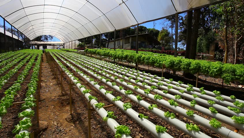 Tcs Hydroponics
